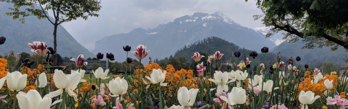 view of tulips and mountains